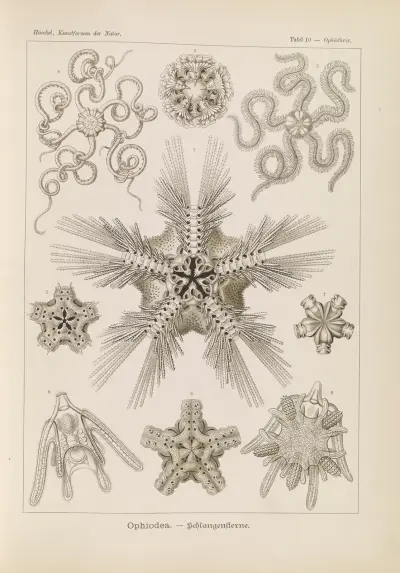 Ophiodea. – Schlangensterne., 1904 – nr 1 av Ernst Haeckel