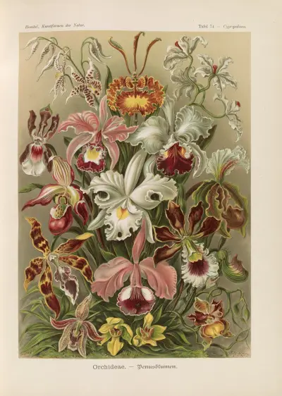 Orchideae. – Denusblumen av Ernst Haeckel