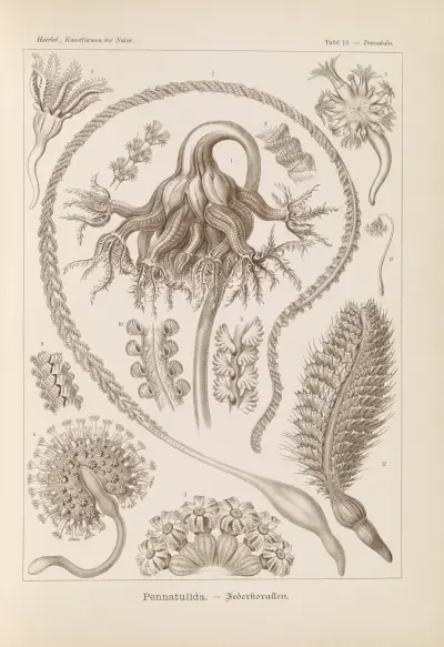 Pennatulida. – Federkorallen av Ernst Haeckel