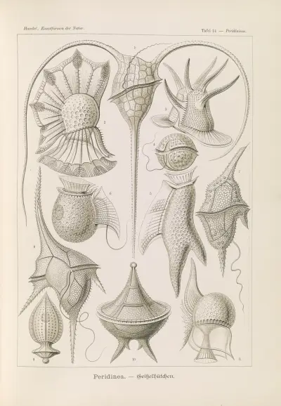 Peridinea. – Geikelhütchen av Ernst Haeckel