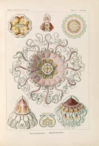 Peromedusae. – Talchenquallen av Ernst Haeckel