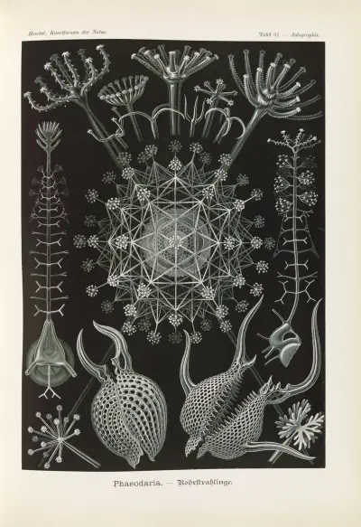 Phaeodaria. – Rohrstrahlinge 2 av Ernst Haeckel