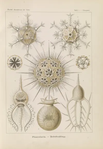 Phaeodaria. – Rohrstrahlinge av Ernst Haeckel