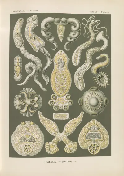 Platodes. – Plattentiere av Ernst Haeckel