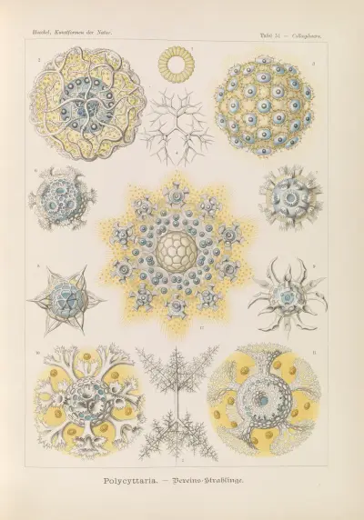 Polycyttaria. – Vereins-Strahlinge av Ernst Haeckel