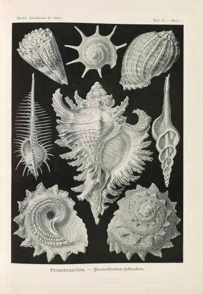 Prosobranchia. – Dorderkiemen-Schnecken av Ernst Haeckel
