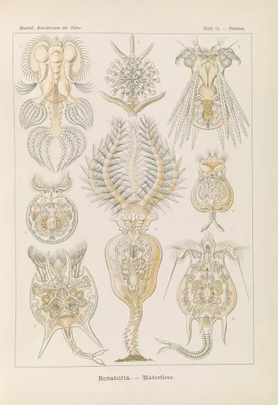 Rotatoria. – Rädertiere av Ernst Haeckel