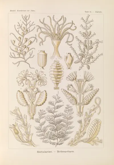 Sertulariae. – Reihenpolnpen av Ernst Haeckel