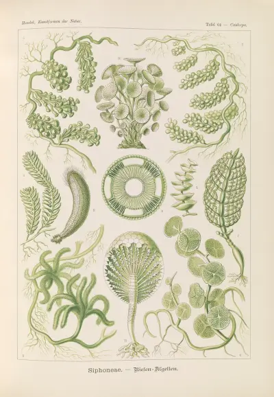 Siphoneae. – Riesen-Algetten av Ernst Haeckel
