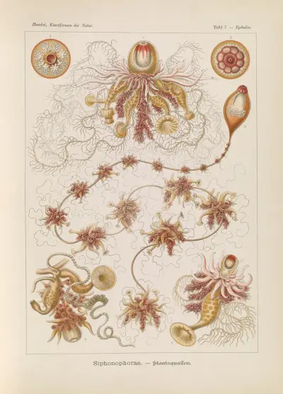 Siphonophorae. – Staatsquallen, 1904 – nr 1 av Ernst Haeckel