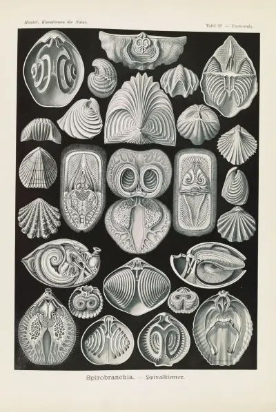 Spirobranchia. – Spiralkiemer av Ernst Haeckel