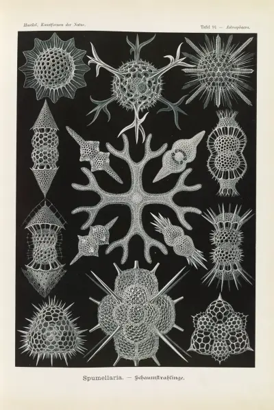 Spumellaria. – Schaumstrahlinge av Ernst Haeckel
