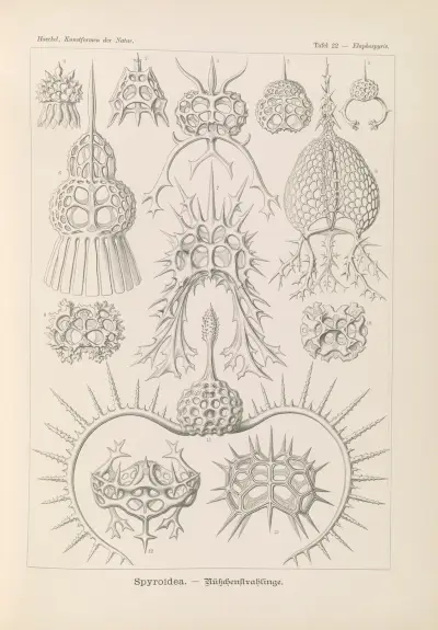 Spyroidea. – Nükchenstrahlinge av Ernst Haeckel