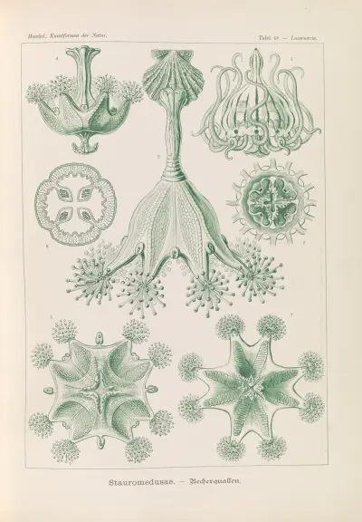 Stauromedusae. – Becherquallen av Ernst Haeckel