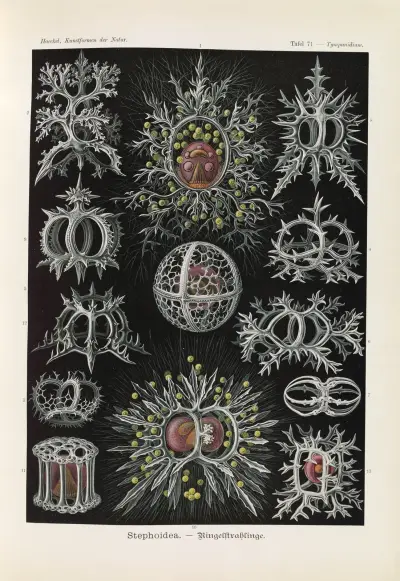Stephoidea. – Ringelstrahlinge av Ernst Haeckel