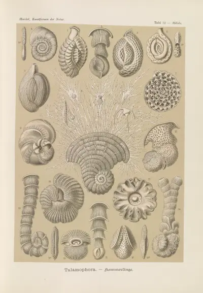 Talamophora. – Kammerlinge av Ernst Haeckel