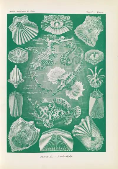 Teleostei. – Knochenfische av Ernst Haeckel