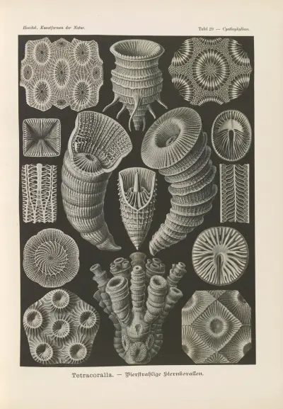Tetracoralla. – Bierstrahlige Sternkorallen av Ernst Haeckel