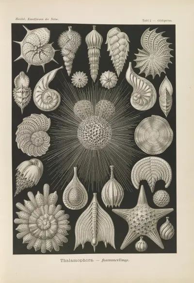 Thalamophora. – Kammerlinge., 1904 – nr 2 av Ernst Haeckel