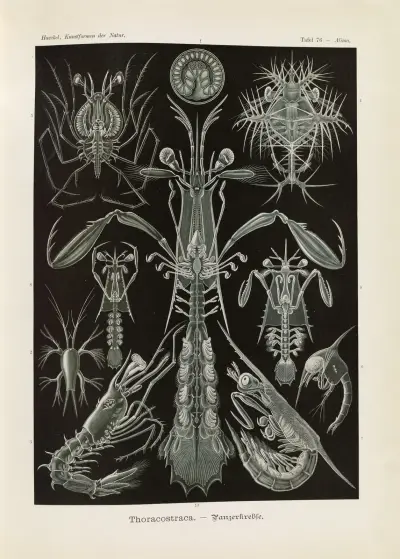Thoracostraca. – Panzerkrebse av Ernst Haeckel