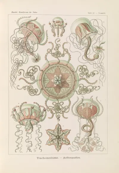 Trachomedusae – kolovky, Ernst Haeckel