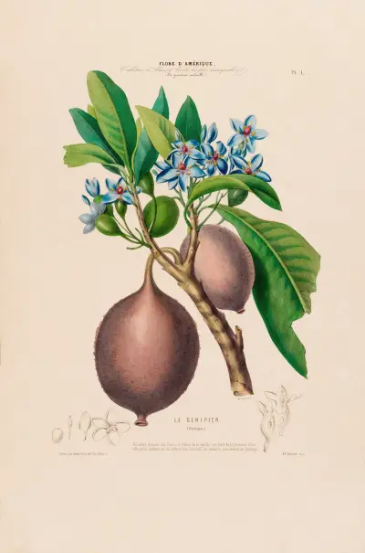 Flore d’Amérique, tecknad efter naturen på plats, plansch 001 av Etienne Denisse