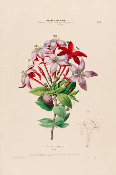 Amerikansk flora, tecknad efter naturen på plats, plansch 002 av Etienne Denisse