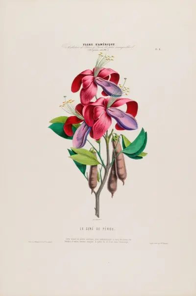 Flore d’Amérique, dessinée d’après nature sur les lieux Pl.006 av Etienne Denisse