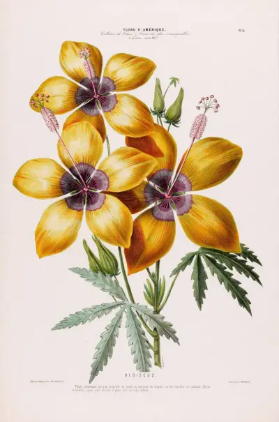 Flore d’Amérique, dessinée d’après nature sur les lieux Pl.011 av Etienne Denisse