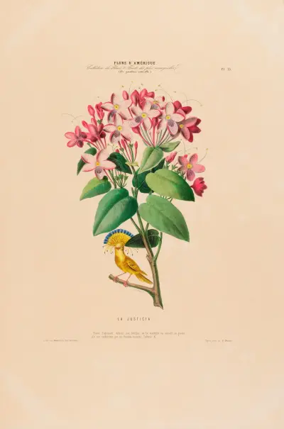 Flore d’Amérique, dessinée d’après nature sur les lieux Pl.013 av Etienne Denisse