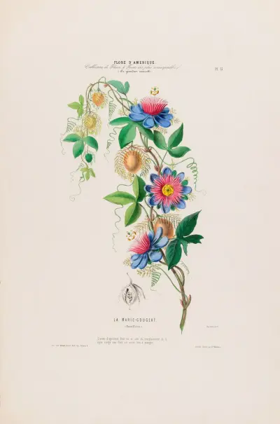 Flore d’Amérique, tecknad efter naturen på plats Pl.015 av Etienne Denisse