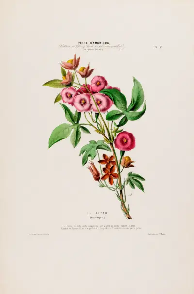 Flore d’Amérique, dessinée d’après nature sur les lieux Pl.019 av Etienne Denisse