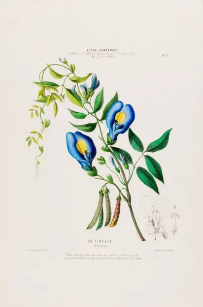 Flore d’Amérique, dessinée d’après nature sur les lieux Pl.022 av Etienne Denisse