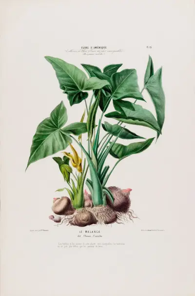Flore d’Amérique, dessinée d’après nature sur les lieux Pl.023 av Etienne Denisse