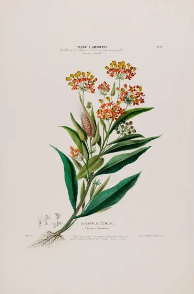 Flore d’Amérique, dessinée d’après nature sur les lieux Pl.024 av Etienne Denisse