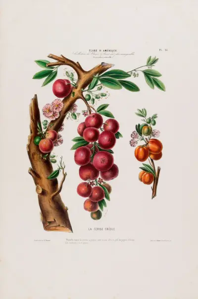 Amerikansk flora, tecknad efter naturen på plats Pl.025 av Etienne Denisse