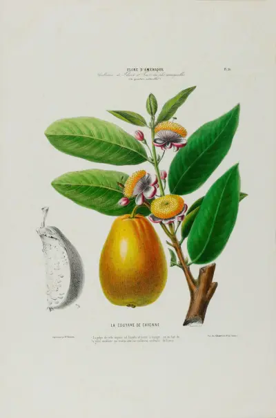 Flore d’Amérique, dessinée d’après nature sur les lieux Pl.026 av Etienne Denisse