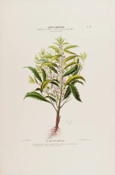 Flore d’Amérique, dessinée d’après nature sur les lieux Pl.027 av Etienne Denisse