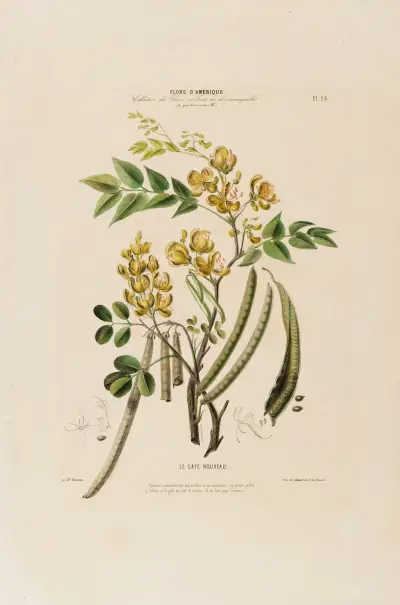 Flore d’Amérique, dessinée d’après nature sur les lieux Pl.028 av Etienne Denisse
