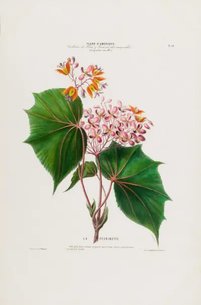Flore d’Amérique, dessinée d’après nature sur les lieux Pl.030 av Etienne Denisse