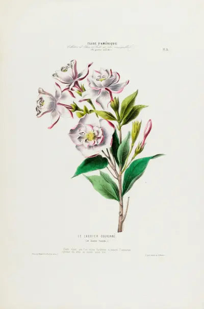 Flore d’Amérique, tecknad efter naturen på plats Pl.031 av Etienne Denisse