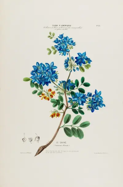 Flore d’Amérique, tecknad efter naturen på plats Pl.033 av Etienne Denisse