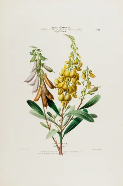 Flore d’Amérique, tecknad efter naturen på plats Pl.035 av Etienne Denisse