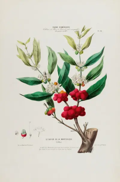 Flore d’Amérique, dessinée d’après nature sur les lieux Pl.036 av Etienne Denisse