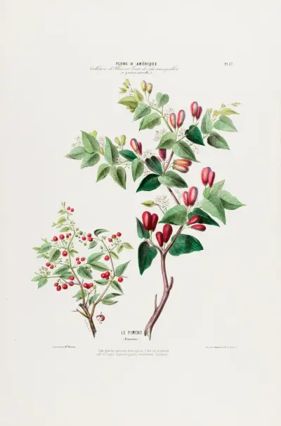 Flore d’Amérique, dessinée d’après nature sur les lieux Pl.037 av Etienne Denisse