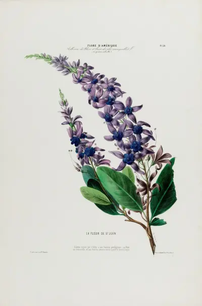 Flore d’Amérique, dessinée d’après nature sur les lieux Pl.038 av Etienne Denisse