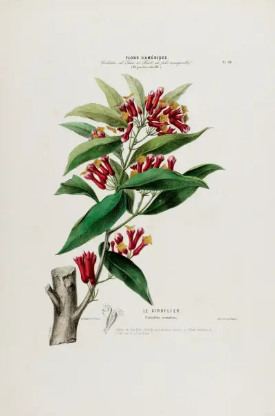 Flore d’Amérique, dessinée d’après nature sur les lieux Pl.039 av Etienne Denisse