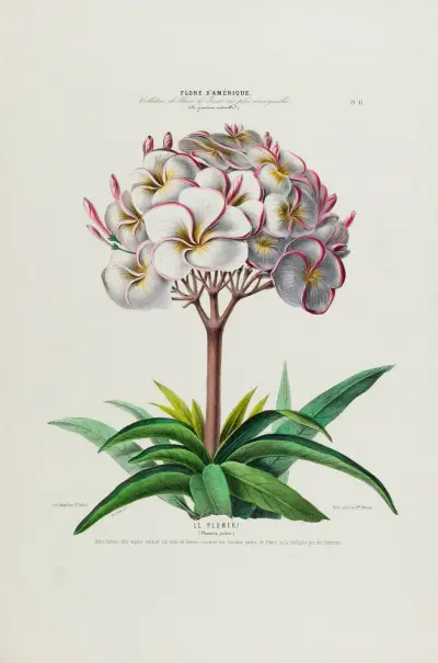 Flore d’Amérique, tecknad efter naturen på plats Pl.041 av Etienne Denisse