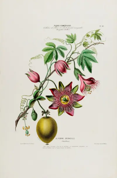 Flore d’Amérique, dessinée d’après nature sur les lieux Pl.042 av Etienne Denisse