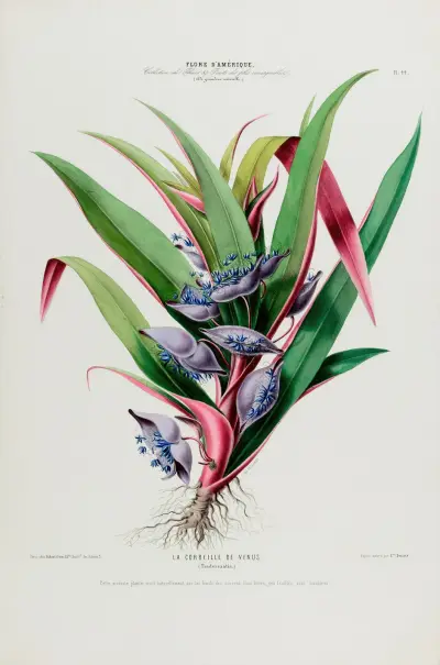 Flore d’Amérique, dessinée d’après nature sur les lieux Pl.044 av Etienne Denisse